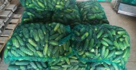 Продам огурцы, оптом, 3 вида. Свяжитесь с нами по