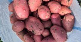 Preis: verhandelbar je nach gewünschter Menge. Lokaler Produzent aus