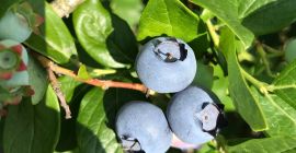 Bluecroop