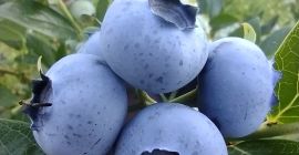 Я буду продавать американскую чернику около 300 килограммов в