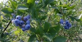 Venderò mirtilli da una fattoria di famiglia vicino a