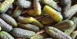 Продам огурцы, собранные каждые 2 дня. 3 сорта. Расфасовывается