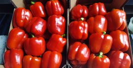 Ще продавам червени, жълти и зелени чушки от най-качествения