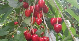 zum Verkauf Kirschen REGINA habe ich auch einen Himbeer-