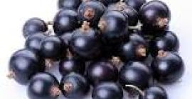 blackcurrant certified for juices or detail. More about our