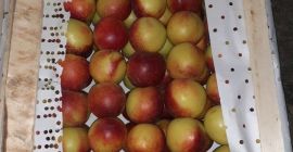 Guten Tag! Musaevs Exim &amp; Consulting liefert Obst und