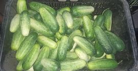 Продам органический полевой огурец - от 11см.
