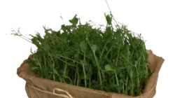 Helló, mikrozöld növényeket termesztünk. „A Microgreen a zöldség- és