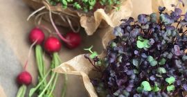 Здравствуйте, продаю микрозелень. Редис красный коралловый; Фиолетовый редис санго;