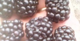Ich verkaufe süße Brombeeren der Sorte Thornfree Die Früchte