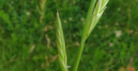 Hello, I am happy to buy grass seeds of