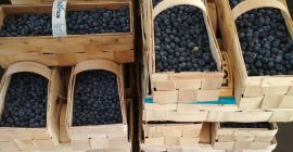 Blueberry straight from the plantation. large sweet fruits, 12