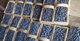I will sell a beautiful American blueberry. Torn every