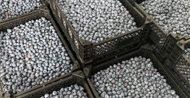 Blueberry Straight From The Farm. Blueberry: Now 4 -