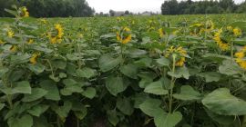 Voi vinde pălării de floarea-soarelui, încărcături complete de camioane