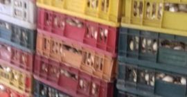 Продажа чеснока