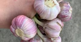 Привет. Продажа озимого чеснока Harnaś. здоровые и ароматные головы.