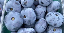 Ofer o afină. Soiuri: Duke, Bluecrop. În curând: Chandler,