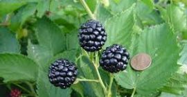 La migliore mora senza spine che fa bene alla