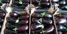 Stabilirò una cooperazione permanente nella consegna di melanzane. Quantità