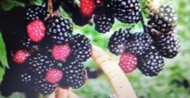 Hello, I am selling blackberries, freshly picked orders and
