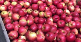 Имам 80 тона ябълки за продажба, сортове Айдаред и
