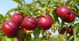 Sell nectarine &quot;Stark Red Gold&quot;