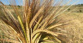 Vendo il raccolto di orzo 2021 su un&#39;area di