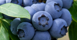 Voi vinde afine. Ridicat în fiecare zi. Contactați 783