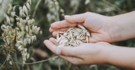 I will sell consumption oats, harvested in 2021, Perun