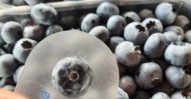 Voi vinde afine americane rupte în fiecare zi în