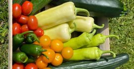 Ich suche ganzjährig Gemüse und Obst in großen Mengen.