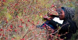 Boabe de măceș sălbatic recoltate din munții din Lesotho.