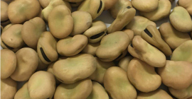 Широки пасуљ 1. Порекло: Танзанија 2. Усев: нови 3.