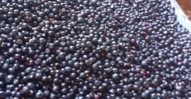 I sell fresh blueberries from the Hunedoara mountains, delivery