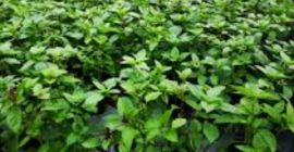 I am selling Macedonian lemon flavored basil, production 2021.
