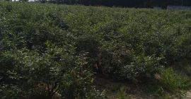 I will sell blueberry from my own plantation straight