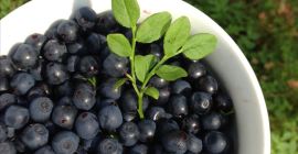 I will sell forest blueberries by liters or kilograms