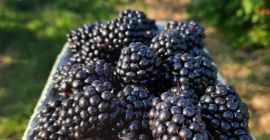 Blackberry. Hello, in the coming week we are starting
