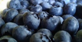 Hi! I have a lot of blueberries for sale