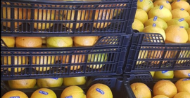 Laverida will sell oranges. Variety of NAVEL POWELL and