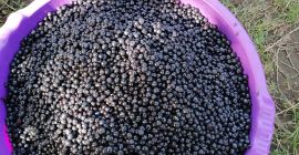 Продајем свеже боровнице у великим и малим количинама и