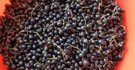 We sell blackcurrants from our own production. Delivery in