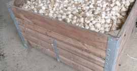 I am selling quality garlic as well as seed.