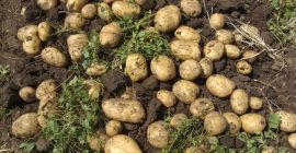 Price: negotiable depending on the desired quantity. Local producer