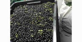 Компанија са искуством у откупу и преради боровница тражи