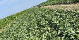 I sell Aragon eggplant, 5-10 tons per week.