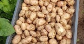 Ще продам нови картофи. Сорт Irga, Irys - много