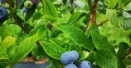 Blaubeere zu verkaufen, Kontaktnummer 0758074919