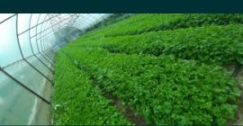 SELL INDUSTRIAL HERBS  HERBS PARSLEY LEAVES, PRICE - INTERNATIONAL AGRICULTURAL EXCHANGE, Agro-Market24